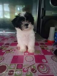 Shih Tzu-puppy's voor adoptie