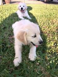 Golden Retriever Puppies voor adoptie - 0