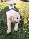 Golden Retriever Puppies voor adoptie - 0 - Thumbnail