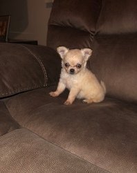 Charmante Chihuahua-puppy's voor adoptie - 0