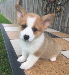 Pembroke Welsh Corgi Puppies Ter adoptie - 0