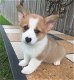 Pembroke Welsh Corgi Puppies Ter adoptie - 0 - Thumbnail
