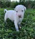 Active Dogo Argentino Puppies Ter adoptie - 0 - Thumbnail