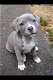 PitBull-puppy's Ter adoptie - 0 - Thumbnail