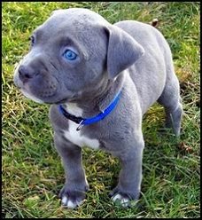 Blauwe neus Pitbull Puppy