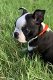 Zwart-wit Boston Terrier pups - 0 - Thumbnail