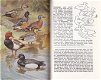 Thieme's vogelboek - 2 - Thumbnail
