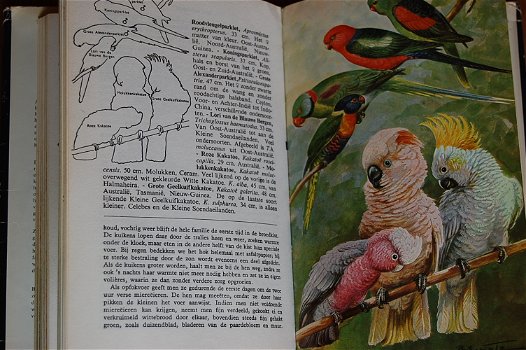 Thieme's vogelboek - 5