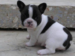 FRANSE BULLDOG PUPPIES - 0