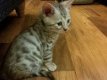 Zilveren Bengaalse kittens beschikbaar - 0 - Thumbnail