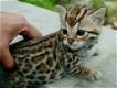 Super Mooie Bengaalse kittens - 0 - Thumbnail
