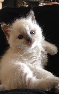 Ragdoll kittens