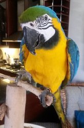 SCHITTERENDE MACAW-PAPEGAAIEN - 0