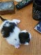 Te koop zeer mooie kittens - 4 - Thumbnail