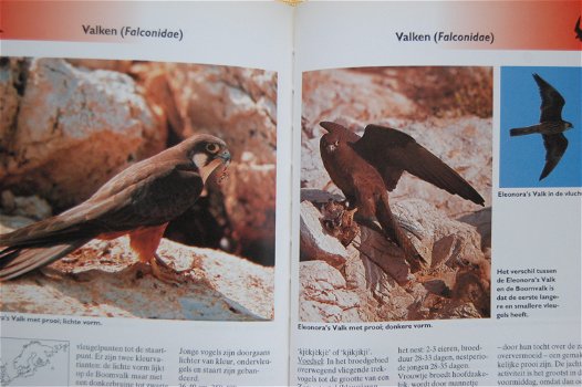 Roofvogels en uilen - 2