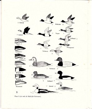 Veldkenmerken van steltlopers , zwanen, ganzen en eenden - 1