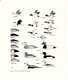 Veldkenmerken van steltlopers , zwanen, ganzen en eenden - 1 - Thumbnail