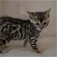 Bengal kittens - 0 - Thumbnail