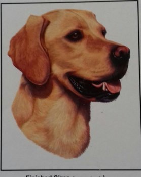 Origineel borduurpatroon yellow labrador - 3