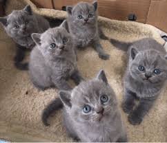 British shorthair kittens - 0