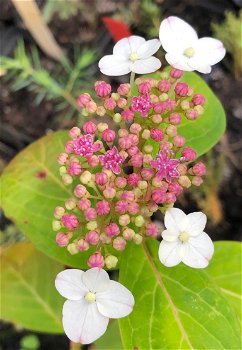 Japanse theehortensia, om echt thee van te maken - 0