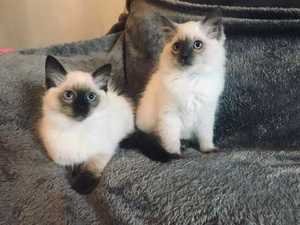 Ragdoll-kittens - 0