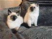 Ragdoll-kittens - 0 - Thumbnail