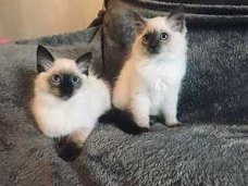 Ragdoll-kittens