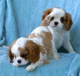 Cavalier King Charles Spaniel Puppies Ready - 0