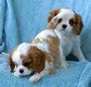 Cavalier King Charles Spaniel Puppies Ready - 0 - Thumbnail