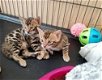 Zeer mooie Bengaalse kittens ! - 1 - Thumbnail