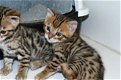 mooie Bengaalse kittens - 0 - Thumbnail