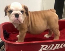 Engelse bulldog puppies