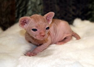 Sphynx Kittens - 0