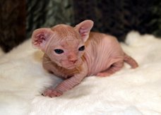 Sphynx Kittens