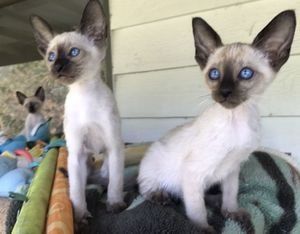 Siamese kittens van zuiver ras te koop - 0