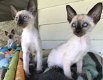 Siamese kittens van zuiver ras te koop - 0 - Thumbnail
