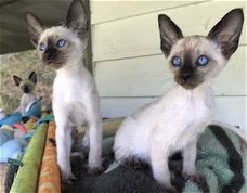 Siamese kittens van zuiver ras te koop