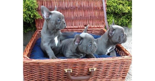 Blauwe en fawn Franse bulldog pups - 0