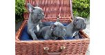 Blauwe en fawn Franse bulldog pups - 0 - Thumbnail