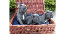Blauwe en fawn Franse bulldog pups