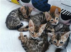 Bengaalse kittens beschikbaar