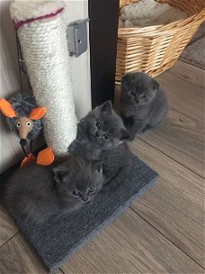 Schitterende Britse korthaar kittens