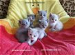 Schitterende Britse korthaar kittens - 1 - Thumbnail