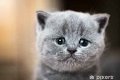 Kittens gezocht - 0 - Thumbnail