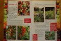 Fruit voor uw tuin - 3 - Thumbnail