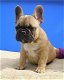 Franse bulldog pups - 0 - Thumbnail