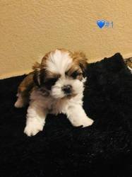 Zeer gezonde shih tzu-pups - 0