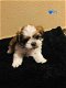 Zeer gezonde shih tzu-pups - 0 - Thumbnail