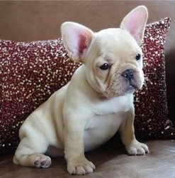 Creme witte Franse bulldog pups reutje en teefje beschikbaar - 0